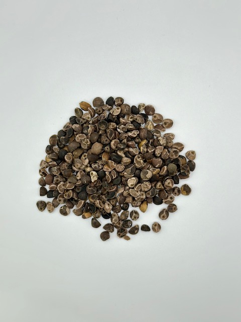 Hawaiian Baby Woodrose Seeds